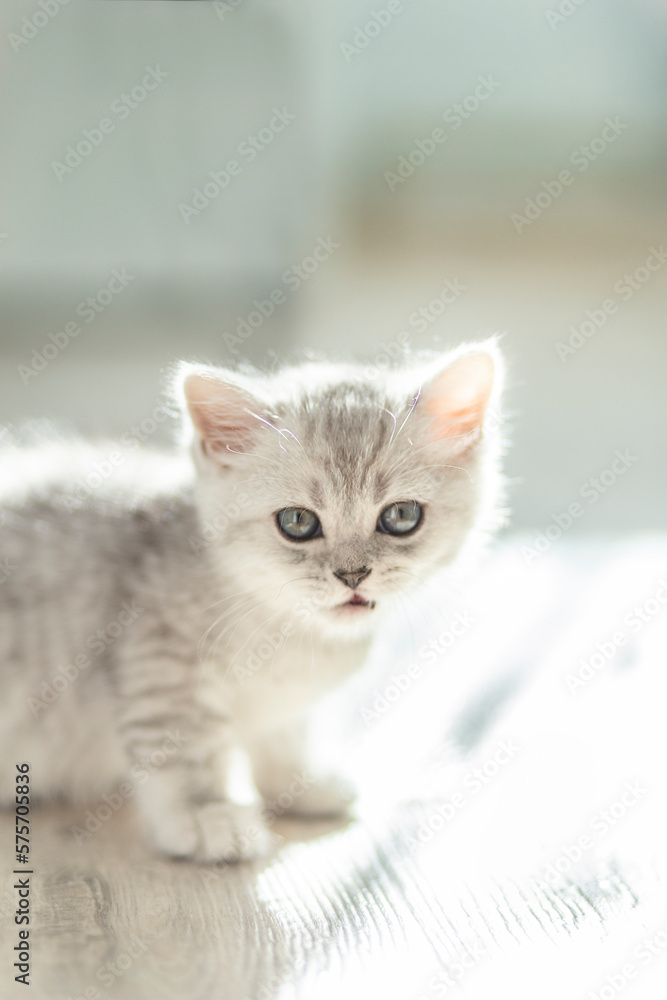 close up one lovely British shorthair white gray striped baby kitten under sunshine. Looking away. Animal and cat products advertising concept

