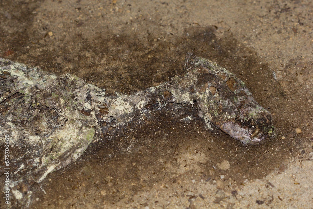 The rest of the dead dog's body. remains of a dead dog with maggots. Decayed tissues