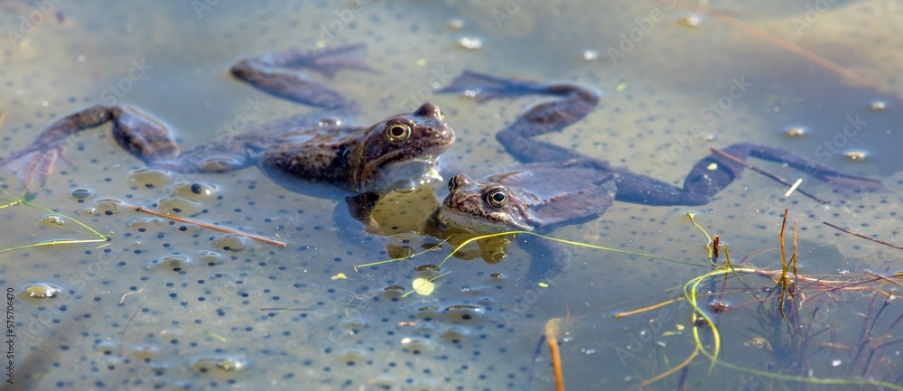 Fototapeta premium European Common brown Frogs latin Rana temporaria eggs