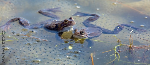 European Common brown Frogs latin Rana temporaria eggs