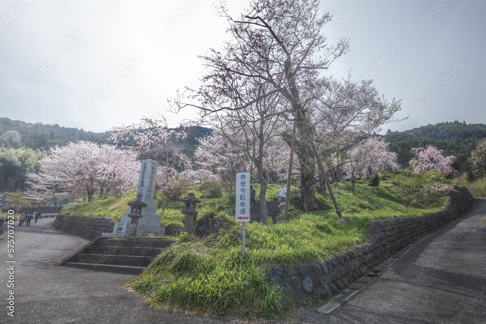 静岡県 興徳寺 富士山と桜と菜の花