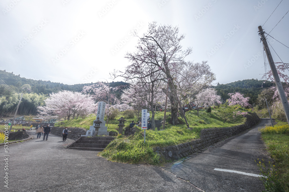 静岡県 興徳寺 富士山と桜と菜の花