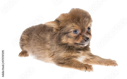 Funny puppy Chihuahua poses on a white background