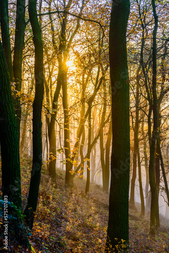 Strong sunlight shines through forest in mist in CHKO Ceske Stredohori.