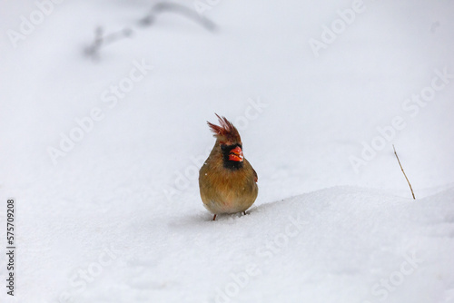 Female cardinal in wintery scene