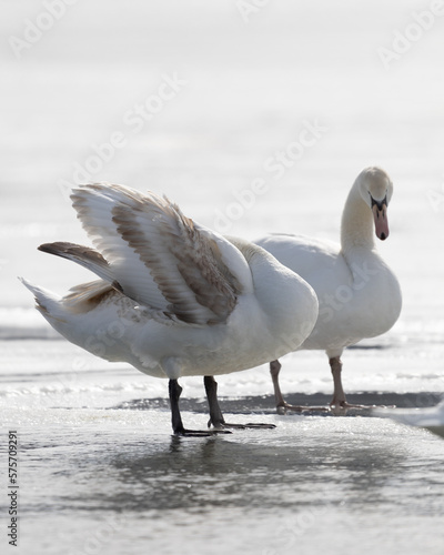 Swans on frozen lake in Upstate New York