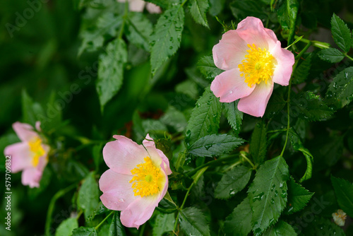 Cuadro en lienzo beautifully blooming rosehip flower after the rain