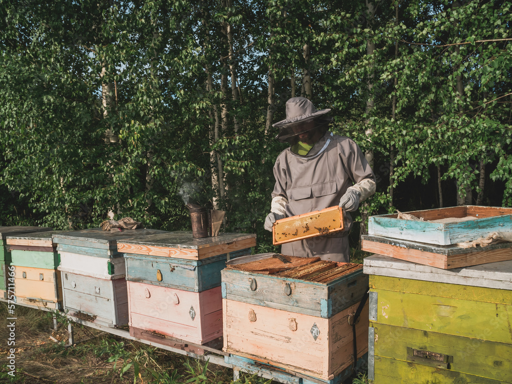 Beekeeper inspecting honeycomb frame at apiary at the summer day. Man working in apiary. Apiculture. Beekeeping concept.