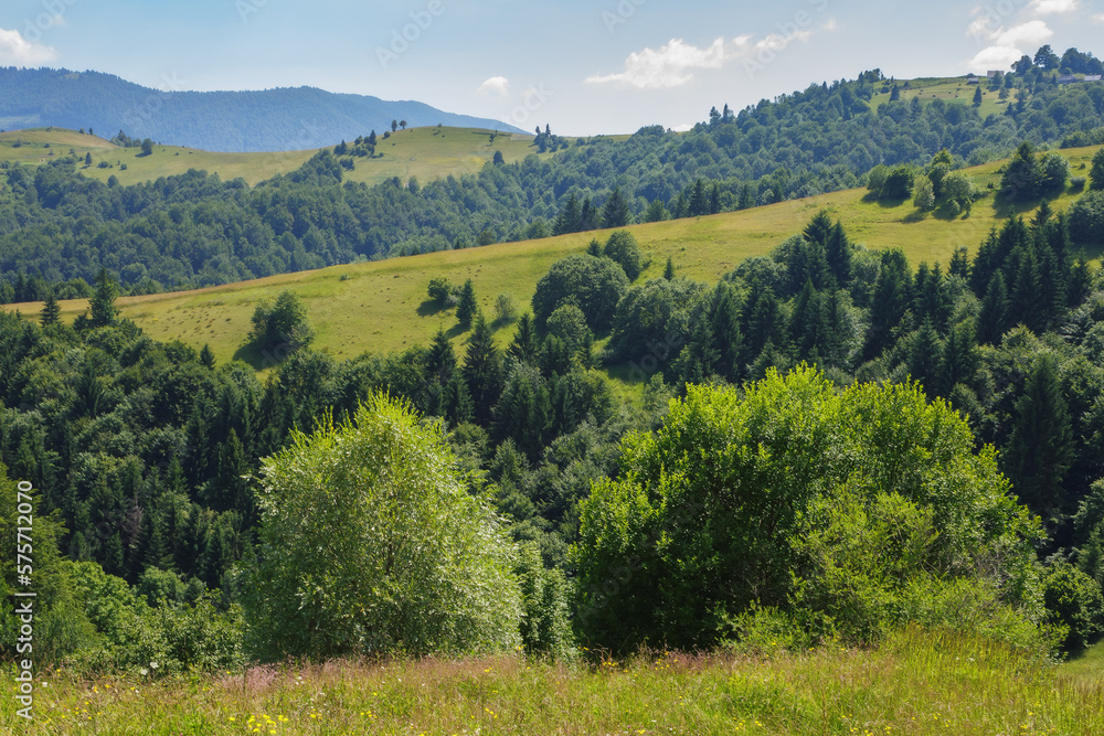 carpathian countryside with forested hills. green landscape in mountains on a sunny summer day