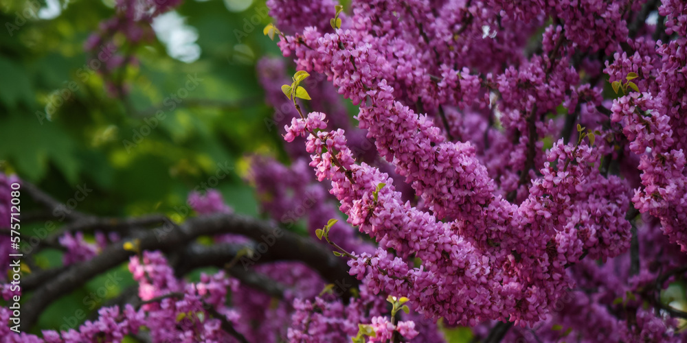 redbud tree blossom in the park. floral background in spring