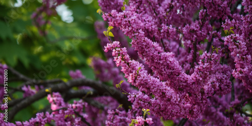Obraz na płótnie redbud tree blossom in the park. floral background in spring w salonie