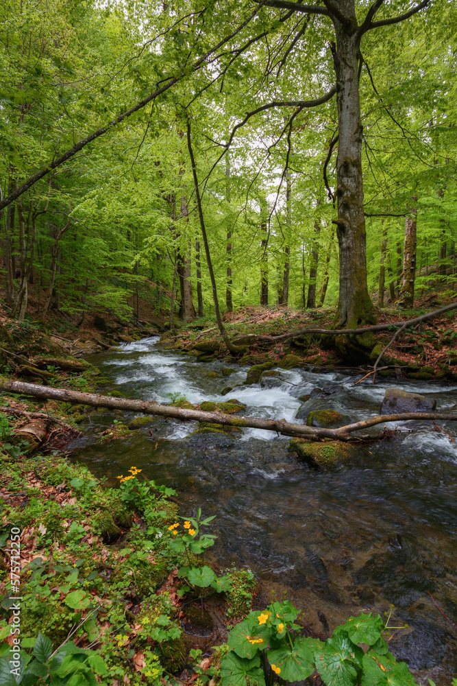 Obraz premium brook in the woods among stones. outdoor nature scenery in spring. ecology and fresh water concept
