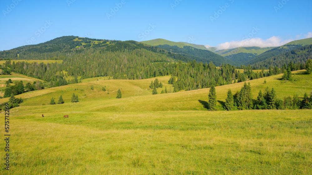 countryside scenery with meadow in mountains. wide rolling rural landscape with green fields and forested hills on a summer morning