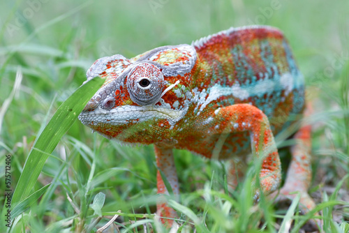 Panther chameleon walking on a grass