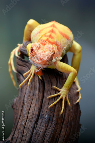 Fototapeta Naklejka Na Ścianę i Meble -  Albino iguana ( iguana iguana ) on a tree branch