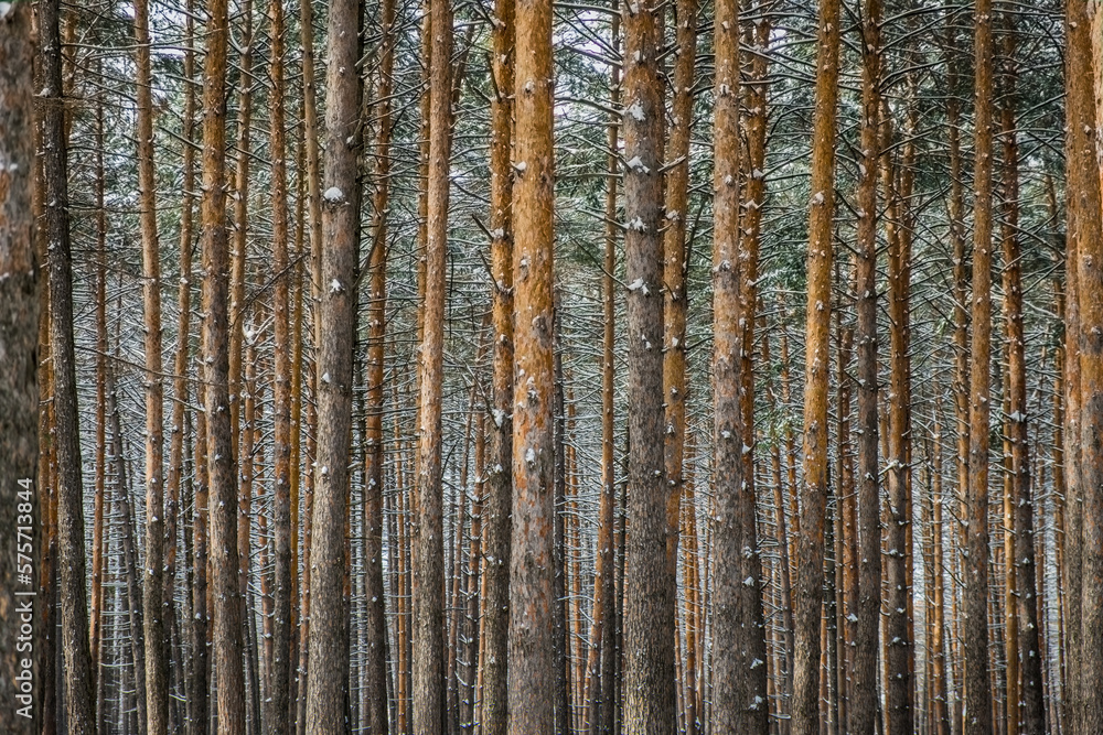 Background. Deciduous forest in winter. They stand very evenly