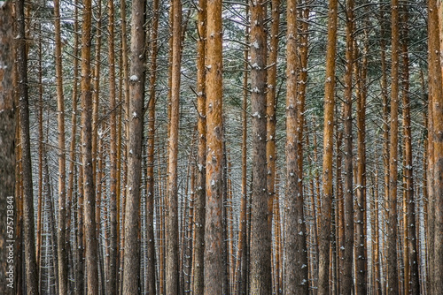Background. Deciduous forest in winter. They stand very evenly