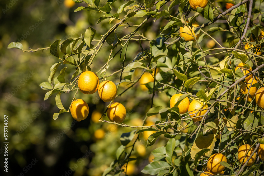 Lemons growing in the Spanish sunshine