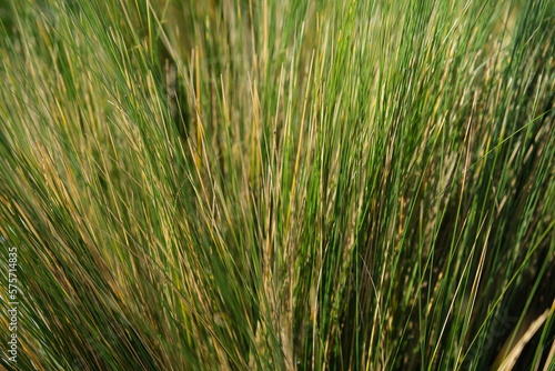 close up grass