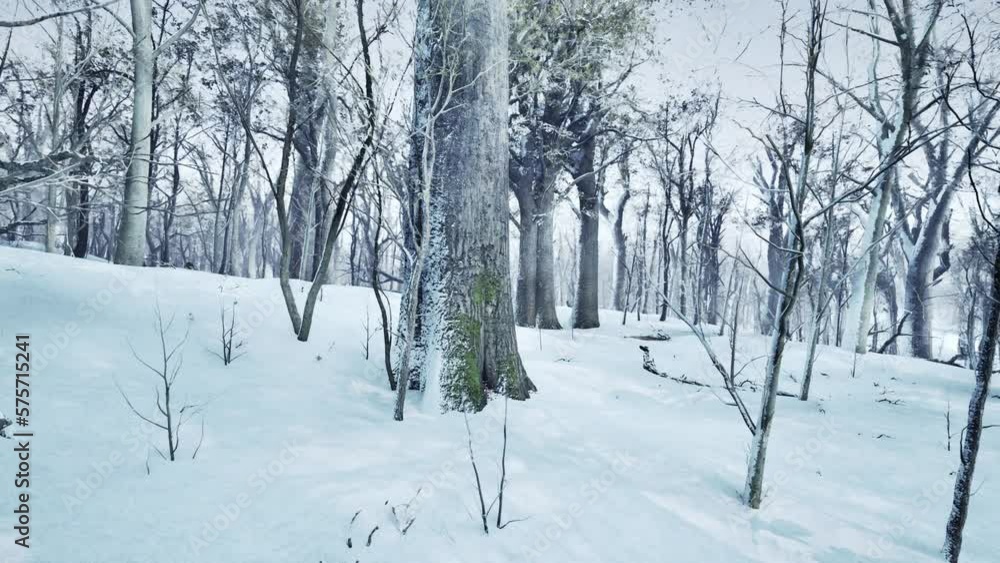 Pine trees covered with snow on frosty evening Pine trees covered with snow on frosty evening