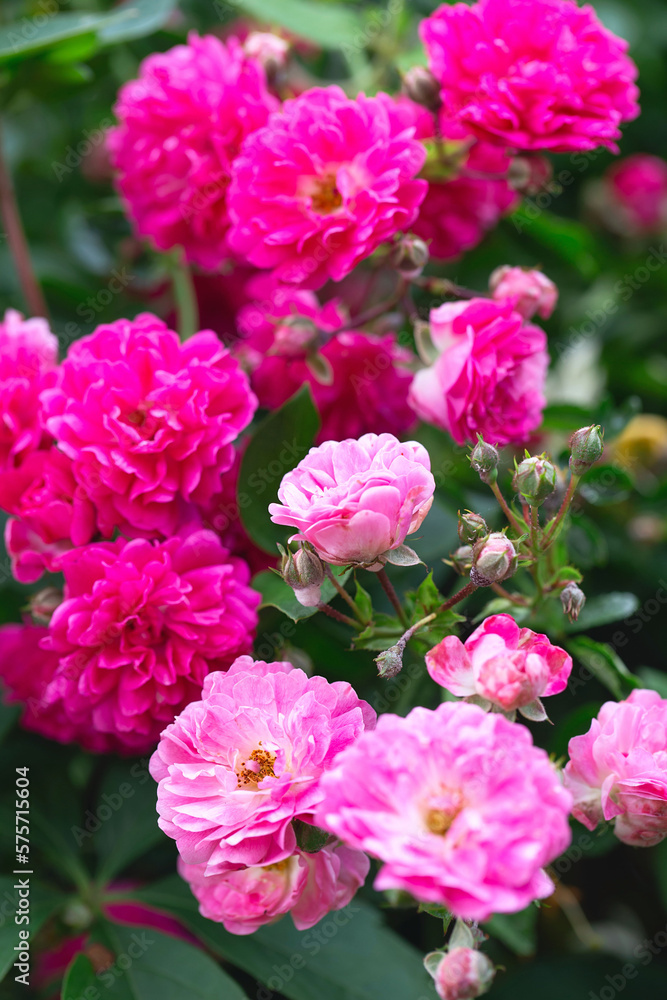 Rose bush. Pink roses in the garden. Red rose bushes in the park. Delicate flowers. A hedge of rose bushes. floral background. Rose bush. Pink roses in the garden. Red rose bushes in the park. Delicate flowers. A hedge of rose bushes. floral background.