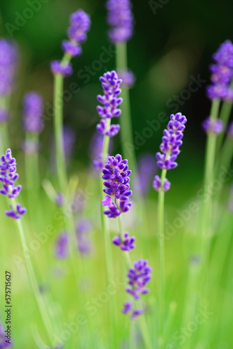 Blooming Purple Lavender in the garden. Lavender Field in the summer. Floral background.