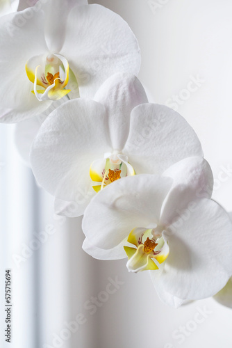 White orchid. Blooming white Phalaenopsis or moth orchid on the windowsill in the interior.