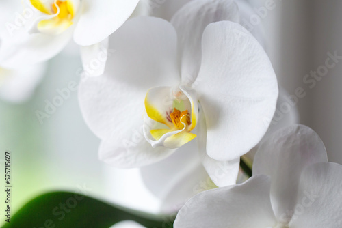 White orchid. Blooming white Phalaenopsis or moth orchid on the windowsill in the interior.