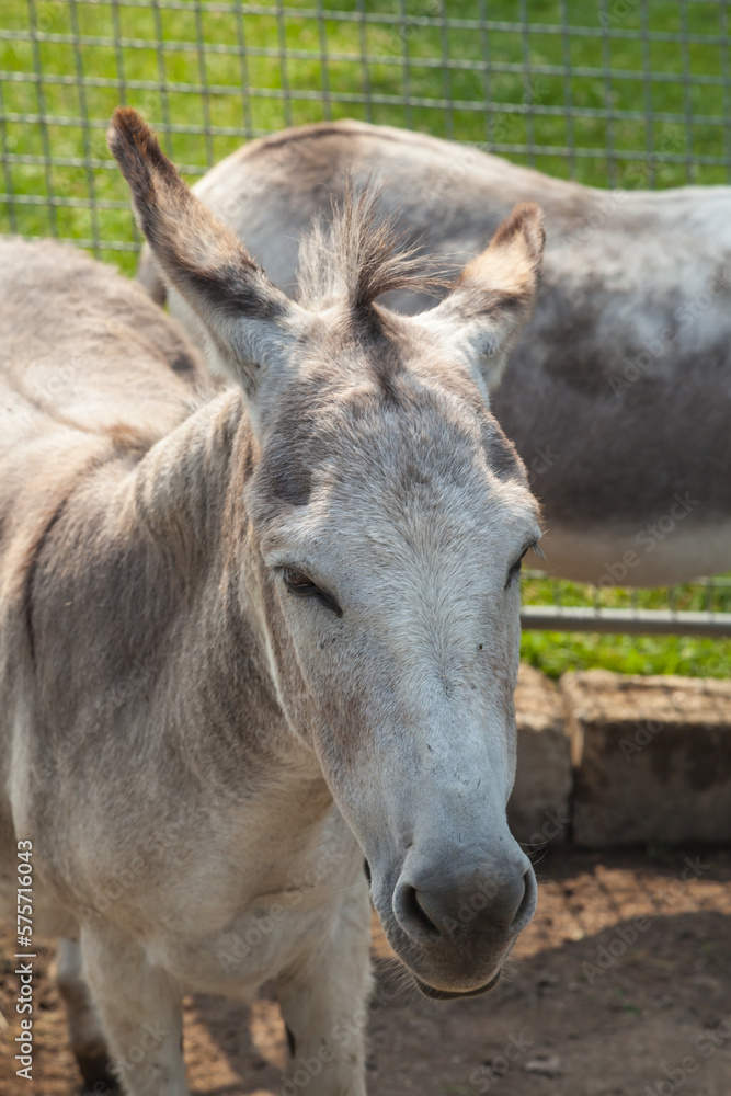 Horses and Donkey Farm at Mainau Island Horses and Donkey Farm at Mainau Island