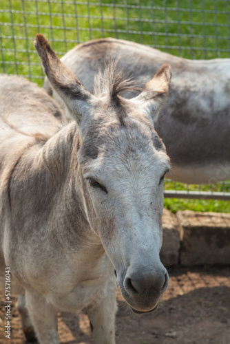 Horses and Donkey Farm at Mainau Island