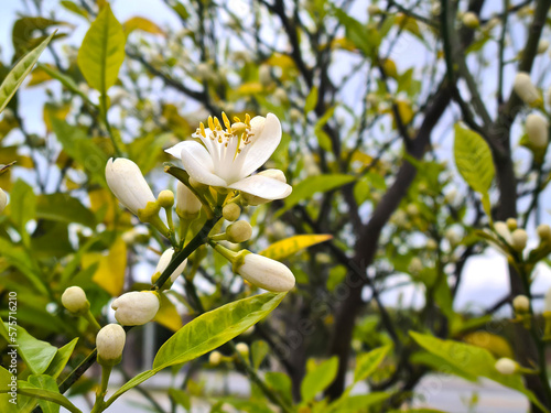 Photography Beautiful white flower of citrus tree.