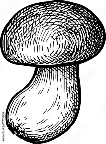 Penny bun mushroom ink sketch.