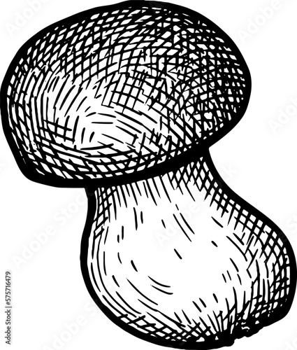 Penny bun mushroom ink sketch.