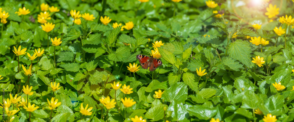 Header with blooming spring flowers and butterfly.