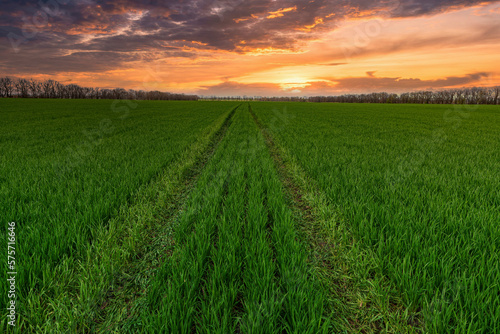 Amazing green farm field at the sunset.