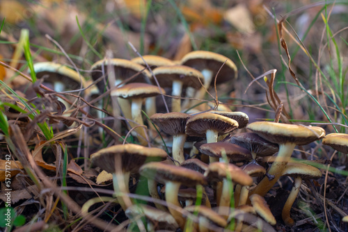 Family of mushrooms in dense grass.