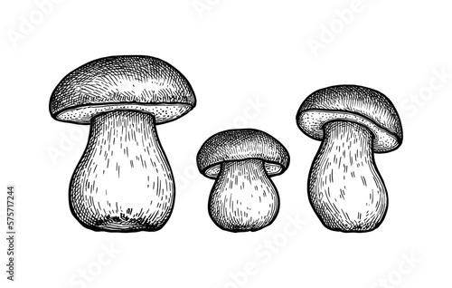 Penny bun mushroom ink sketch.