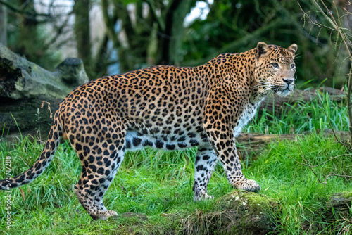 Full body shot of male Sri Lankan leopard standing. In captivity at Banham Zoo in Norfolk  UK