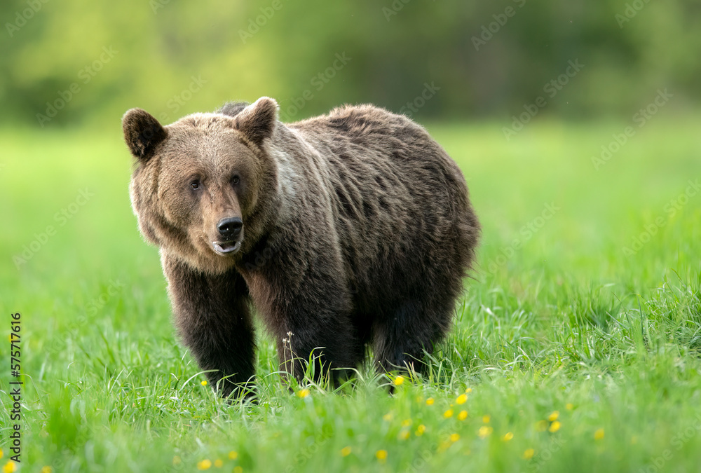 Obraz premium Wild brown bear ( Ursus arctos )