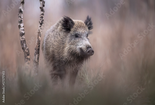 Wild brown bear ( Ursus arctos )