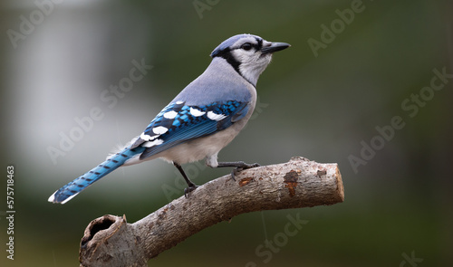 blue jay perched on a branch © Michael