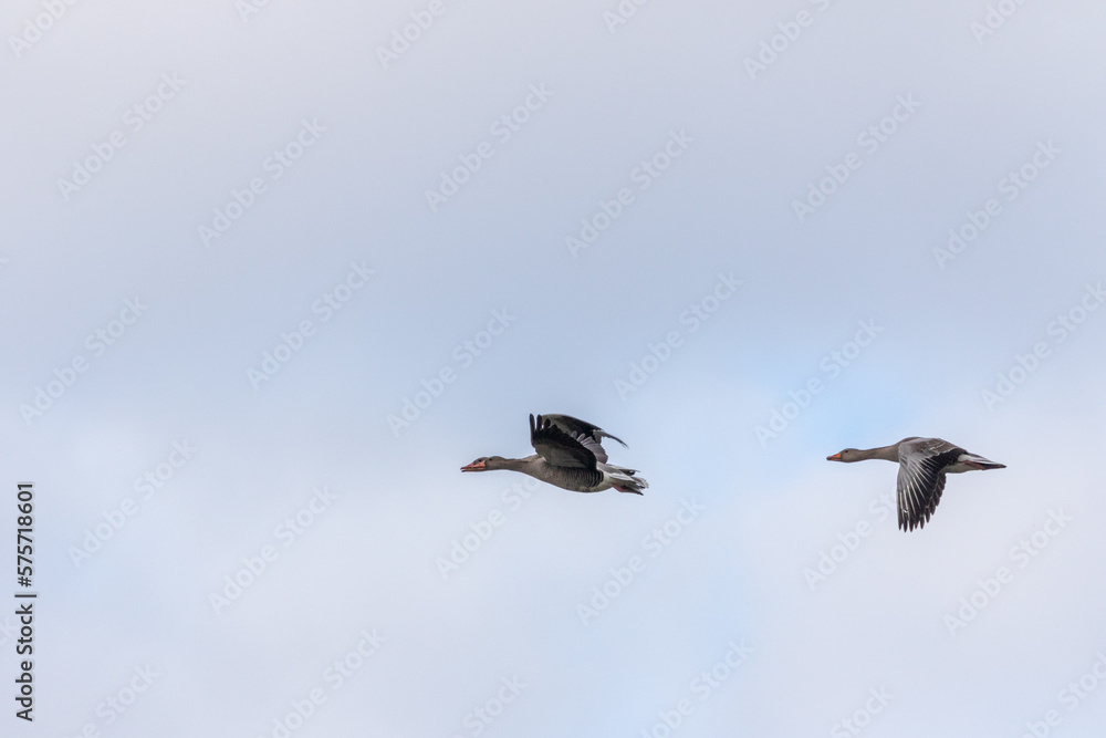 flying greylag goose (anser anser) flying greylag goose (anser anser)