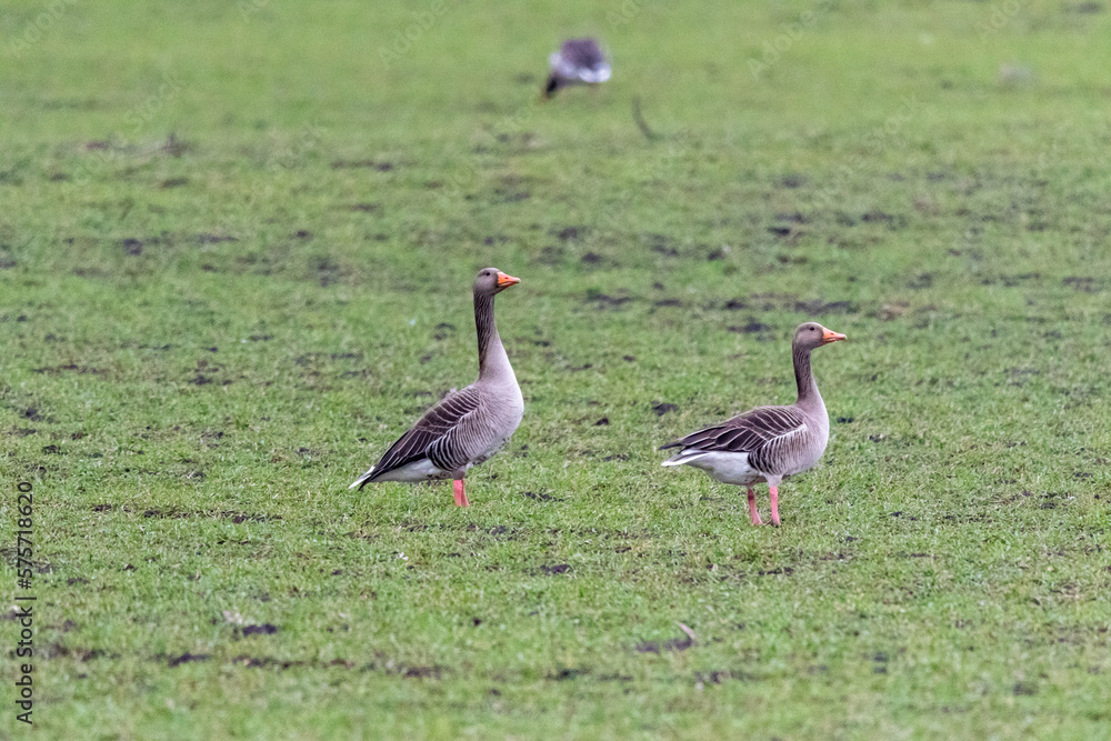 Greylag goose (anser anser) on the green grass Greylag goose (anser anser) on the green grass