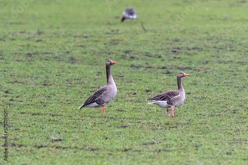 Greylag goose (anser anser) on the green grass 