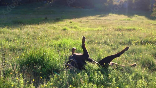 Playful dog of the Rottweiler breed tumbles in meadow with high grass bathed in sunlight photo