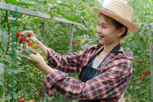 Young woman in a greenhouse picking some red tomatoes