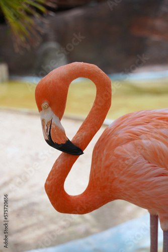 American flamingo (Phoenicopterus ruber) or Caribbean flamingo. Big bird is relaxing enjoying the summer time. 