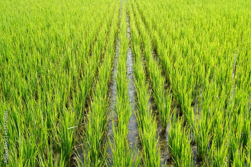 Rice field, Green rice field in the rainy season