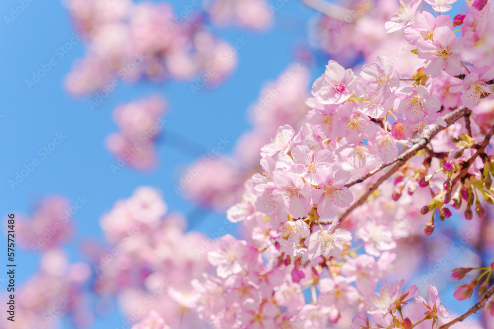 咲き誇る河津桜