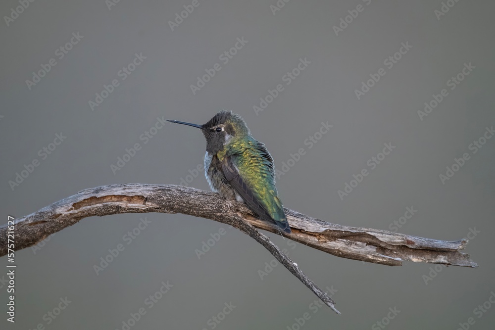 Fototapeta premium Anna's Hummingbird